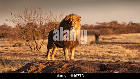 Okonjima, Namibie - Regal-à Lion debout fièrement sur une petite colline Banque D'Images