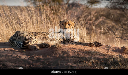 Le guépard se détendre au soleil dans les hautes herbes de l'Afrique du Sud Banque D'Images