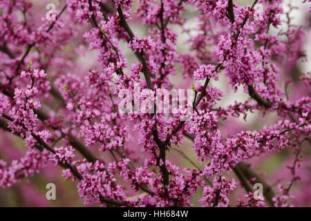 Fleur de cerisier rose et les bourgeons sur les branches multiples Banque D'Images