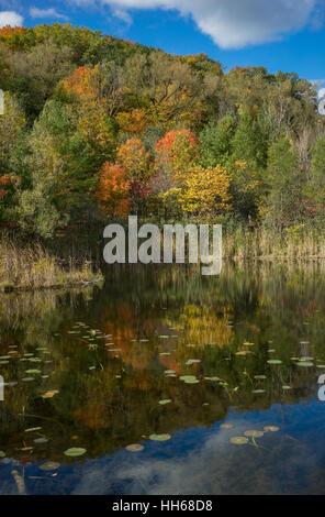 Parc automne dotée d''un étang, d''un éclairage naturel des couleurs d'automne sur les arbres et ciel bleu. Banque D'Images