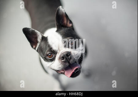 Boston terrier à la recherche jusqu'à l'appareil photo alors qu'il se trouvait sur un sol neutre. Le chien a une expression joyeuse sur son visage noir et blanc. Banque D'Images