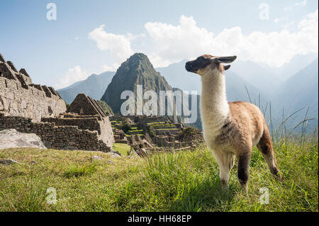 L'ancienne cité de Machu Picchu, au Pérou. Llama surplombant ruines sur la citadelle Inca dans les Andes et la vallée de la rivière en dessous Banque D'Images