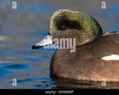 Un widgeon américain Drake Banque D'Images