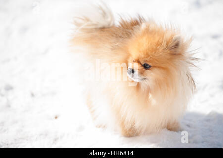 Pomeranian mignon jouer dehors dans la neige d'hiver froid. Belle promenade de chien moelleux dans le parc sur une journée ensoleillée. Banque D'Images