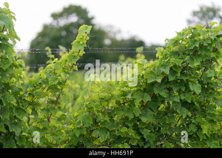 Beau vignoble verdoyant le long d'une journée d'été. Le Riesling de raisins produits frais après la pluie d'été. La tradition de vinification. Banque D'Images