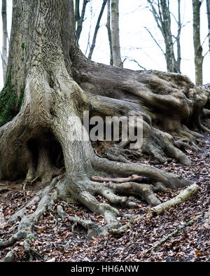 Sol de la forêt avec de vieilles racines s'étendant de l'arbre Banque D'Images