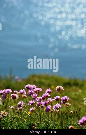 Fleurs sauvages, l'épargne sur la côte avec le soleil brillant au large de la mer en arrière-plan Banque D'Images