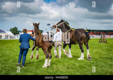 Shire Horse foal obtient frisky quand être exhibés à l''Anglesey Show avec sa mère. Banque D'Images