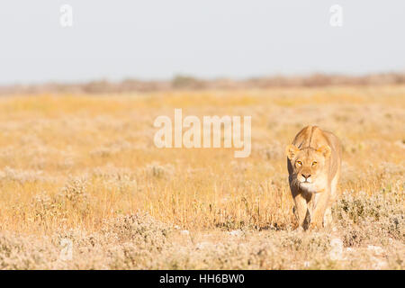 Parc National d'Etosha, Namibie. Femme lion (Panthera leo) un troupeau de zèbres, à l'aide de la voiture du photographe à titre de couverture. Banque D'Images