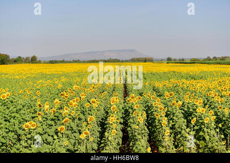 La floraison des tournesols dans les champs en automne à la Thaïlande. Banque D'Images