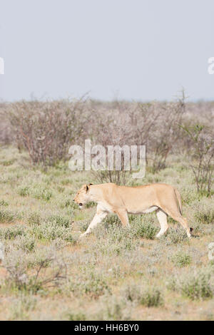 Parc National d'Etosha, Namibie. Femme lion (Panthera leo) rôdant dans l'habitat. Banque D'Images