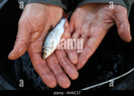 Scientifique de la pêche Peter Dennis détient un roach poisson qui ont été recueillies auprès de l'Union Canal à Linlithgow avant qu'un trois milles est drainé pour maintenance. Banque D'Images