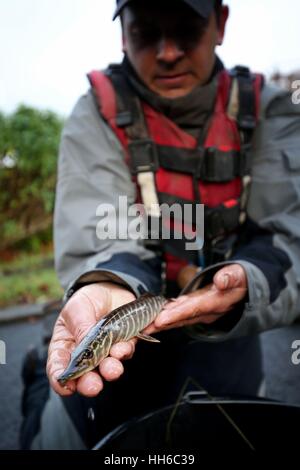 Scientifique de la pêche Peter Dennis est titulaire d'un an le brochet poisson qui ont été recueillies auprès de l'Union Canal à Linlithgow avant qu'un trois milles est drainé pour maintenance. Banque D'Images