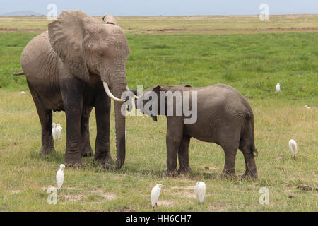 Mère elephant (Loxodonta africana) et son bébé entouré d'aigrettes blanches dans le Parc national Amboseli, Kenya Banque D'Images