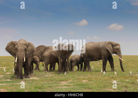 Une famille d'éléphants (Loxodonta africa) avec plusieurs jeunes dans le Parc national Amboseli, Kenya Banque D'Images