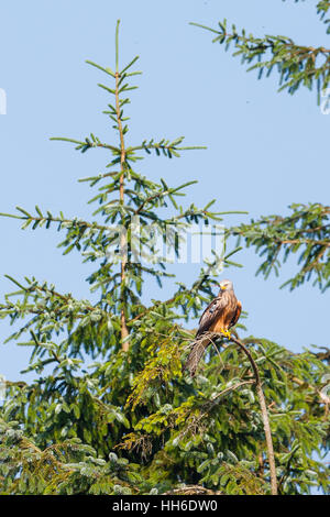 CEREDIGION, Pays de Galles. Seul le milan royal (Milvus milvus) perché dans l'arbre. Banque D'Images