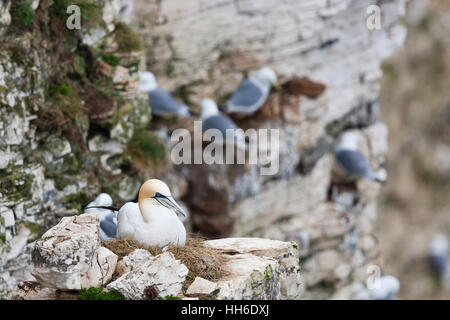 Au Royaume-Uni, de Bempton. Gannet solitaire assis sur son nid sur côté falaise. Banque D'Images