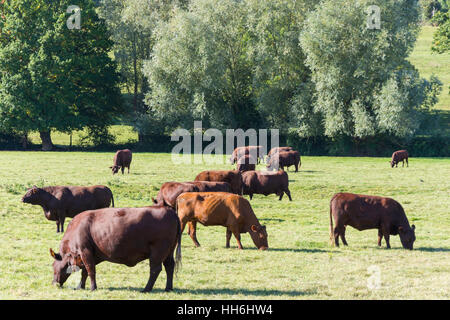 Les vaches de race Sussex dans le champ à Runnymede, par River Thames, Surrey, Angleterre, Royaume-Uni Banque D'Images