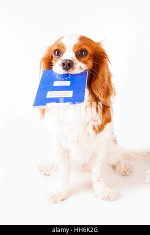 Cavalier kin Charles Spaniel chien avec passeport européen pour 