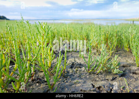 Rock samphire Crithmum maritimum croissant sur les rives d'un port naturel, Pagham, West Sussex, England, UK Banque D'Images