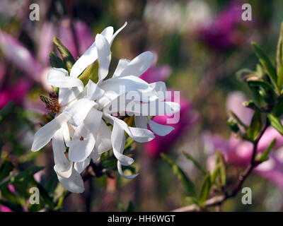 Magnolia Magnolia stellata (star) en pleine floraison Banque D'Images