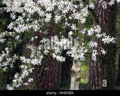 Magnolia Magnolia stellata (star) en pleine floraison Banque D'Images