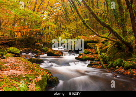 Golitha Falls, sur la rivière Fowey dans Draynes Bois sur Bodmin Moor, Cornwall, Angleterre. Banque D'Images