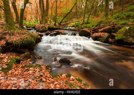 Golitha Falls, sur la rivière Fowey dans Draynes Bois sur Bodmin Moor, Cornwall, Angleterre. Banque D'Images