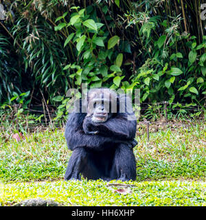 Chimpanzé assis les bras croisés Banque D'Images