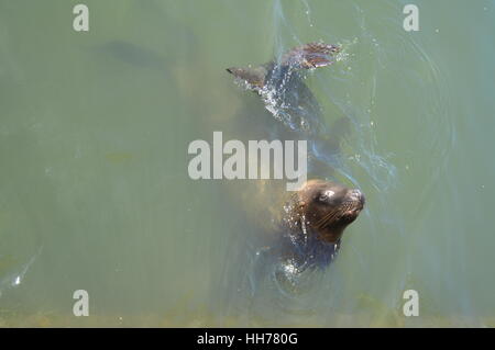 Lion de mer piscine heureusement vu dans la ville de Punta del Este, Uruguay. Banque D'Images