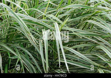 Miscanthus sinensis 'variegatus' Banque D'Images