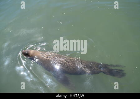 Les Lions de mer vu heureusement natation, dans la marina de Punta del Este, Uruguay. Banque D'Images