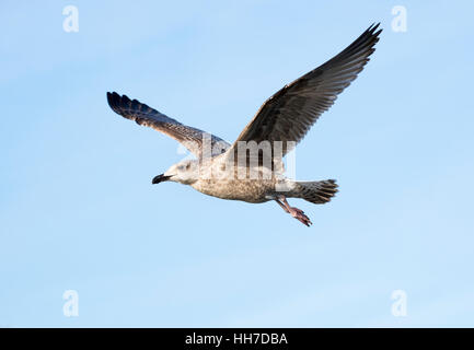 European Herring Gull (Larus argentatus), juvénile en vol, Usedom, mer Baltique, Mecklembourg-Poméranie-Occidentale, Allemagne Banque D'Images