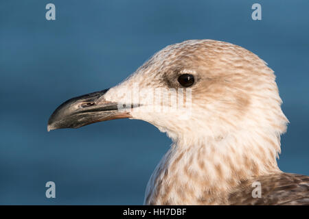 European Herring Gull (Larus argentatus), juvénile, Usedom, mer Baltique, Mecklembourg-Poméranie-Occidentale, Allemagne Banque D'Images