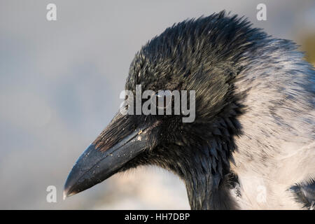 Hooded crow (Corvus corone cornix), Usedom, Mecklembourg-Poméranie-Occidentale, Allemagne Banque D'Images