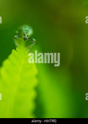 Insecte, vert, beetle, près de, fougère, biologie, jambes, macro, close-up, macro Banque D'Images