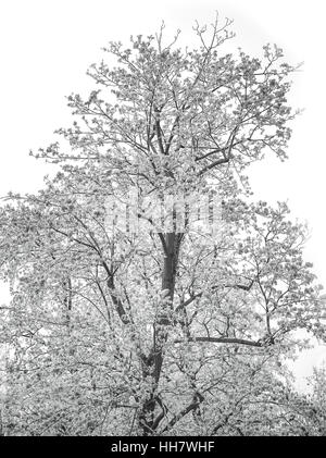 La vie toujours d'un arbre blanc hiver Banque D'Images