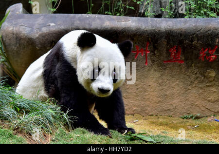 Fuzhou. 17 Jan, 2017. Photo prise le 17 janvier 2017 affiche grand panda Basi au centre de recherche et d'échanges de panda à Fuzhou, capitale de la province de Fujian en Chine du sud-est. Basi, aîné du monde grand panda en captivité, tourne à 37 ans, l'équivalent de plus de 100 années humaines. Basi est né en 1980 dans le comté de Baoxing, dans le sud-ouest de la province chinoise du Sichuan. Et elle est prototype de mascot Panpan pour les Jeux asiatiques de Beijing 1990. Credit : Wei Peiquan/Xinhua/Alamy Live News Banque D'Images