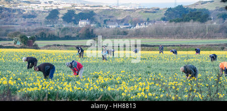 Hayle, Cornwall, UK. 18 janvier 2017. Météo britannique. Un jour clair et ensoleillé dans le sud-ouest de Cornwall, avec champs de jonquilles en pleine floraison. Credit : cwallpix/Alamy Live News Banque D'Images