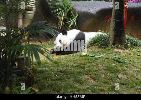 Fuzhou. 18 janvier, 2017. Photo prise le 18 janvier 2017 affiche grand panda Basi au centre de recherche et d'échanges de panda à Fuzhou, capitale de la province de Fujian en Chine du sud-est. Le centre de recherche et d'échange panda a tenu une célébration d'anniversaire pour 37 ans Basi, aîné de monde grand panda en captivité. Basi est né en 1980 dans le comté de Baoxing, dans le sud-ouest de la province chinoise du Sichuan. Et elle est prototype de mascot Panpan pour les Jeux asiatiques de Beijing 1990. Credit : Lin Shanchuan/Xinhua/Alamy Live News Banque D'Images