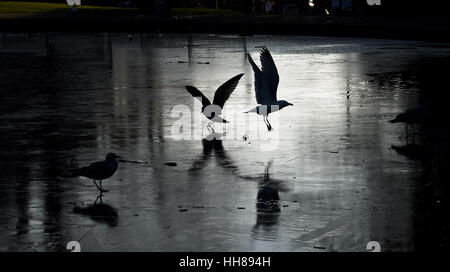 Brighton UK 18 Janvier 2017 - Les jeunes goélands ont du mal à garder les pieds sur la glace sur l'étang du parc Queens à Brighton aujourd'hui que les conditions météorologiques dans le sud-est de la Grande-Bretagne reste froid avec des températures au-dessus de zéro à peine obtenir crédit : Simon Dack/Alamy Live News Banque D'Images