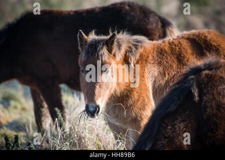 Un poney mange de l'herbe sur une journée froide à Cissbury Ring dans le parc national des South Downs, West Sussex, Angleterre. Banque D'Images