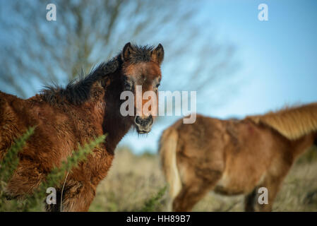 Cissbury Ring, près de Worthing, West Sussex, UK. 18 janvier 2017. Un poney se réchauffe c'est soi-même dans le soleil d'hiver sur une journée froide à Cissbury Ring dans le parc national des South Downs. La nouvelle forêt poneys ont été introduites sur le site historique du fort par le National Trust. Il est à espérer que, comme les poneys se nourrissent de l'herbe fleurs sauvages s'épanouissent. Crédit : Scott Ramsey/Alamy Live News Banque D'Images