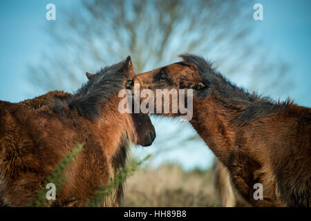 Un poney mord le cou d'un autre poney lors d'une journée froide à Cissbury Ring dans le parc national des South Downs, West Sussex, Angleterre. Banque D'Images