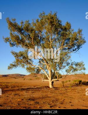 Grande rivière red gum tree (Eucalyptus camaldulensis) en fin d'après-midi, lumière contre un désert contexte en outback Nouvelle Galles du Sud, Australie Banque D'Images