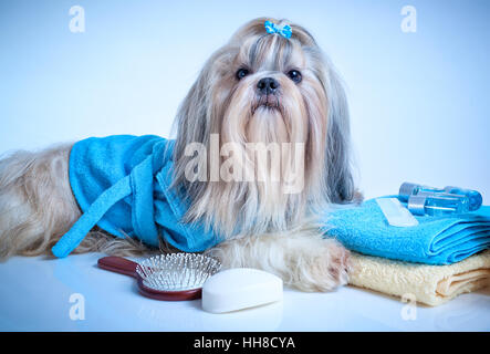 Shih Tzu chien après le lavage. Avec Peignoir, serviettes et comb. Teinte de fond bleu clair. Banque D'Images