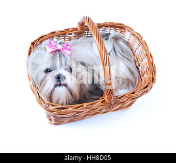 Cute shih tzu chien avec noeud rose assis dans le panier. Isolé sur fond blanc. Banque D'Images