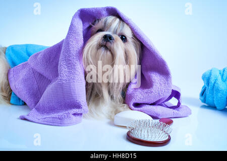 Shih Tzu chien après le lavage. Avec Peignoir, serviettes et comb. Teinte de fond bleu clair. Banque D'Images