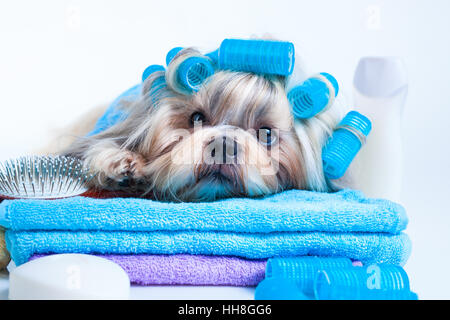 Shih Tzu chien après le lavage. Avec des bigoudis, serviettes et comb. Sur fond blanc. Banque D'Images