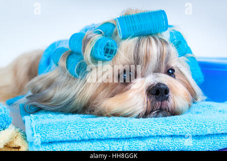 Shih Tzu chien après le lavage. Avec des bigoudis et des serviettes. Sur fond blanc. Banque D'Images